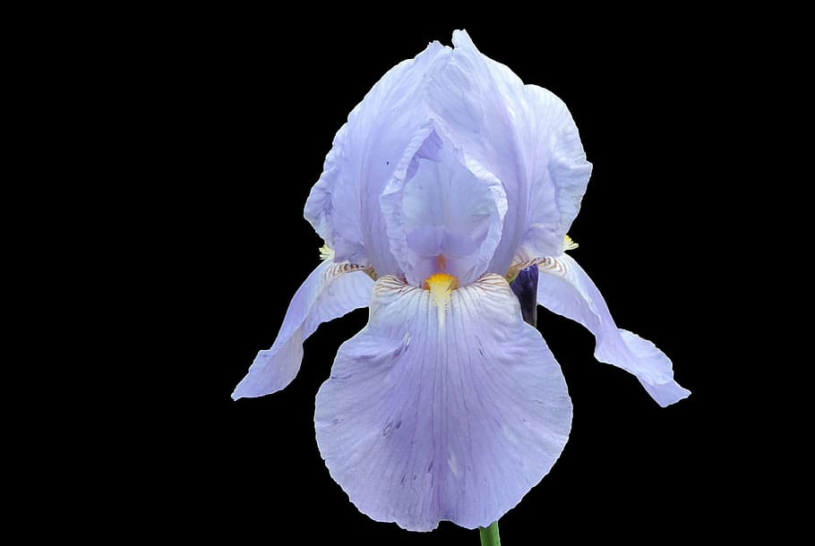 iris, blossom, bloom, blue, petal, flowering plant, inflorescence HD wallpaper