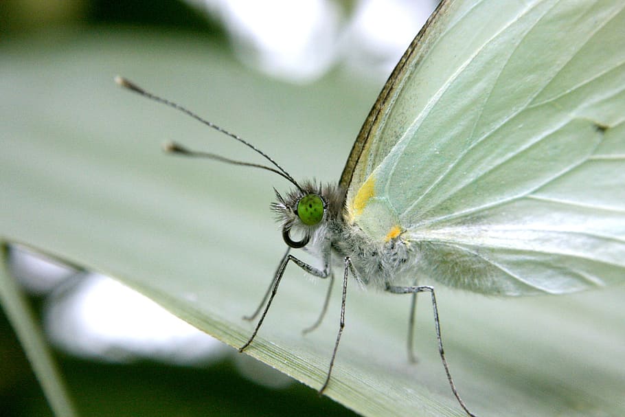 insect, butterfly, macro, invertebrate, animal wildlife, animals in the wild HD wallpaper