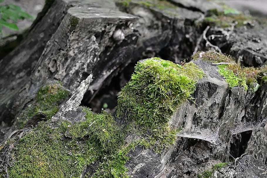 stump, moss, forest, rock, plant, solid, rock - object, close-up HD wallpaper