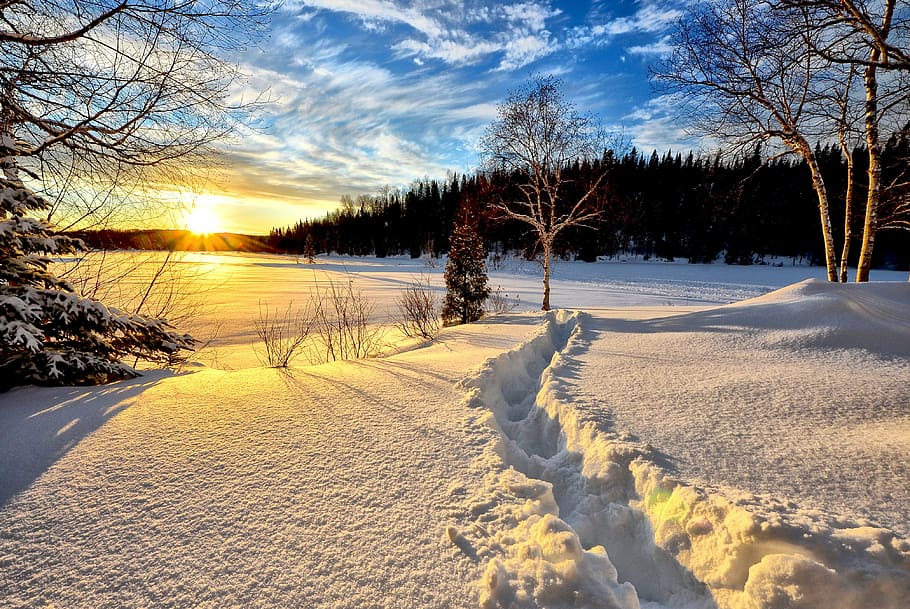 snow field with trees, winter landscape, sunset, cold, nature HD wallpaper