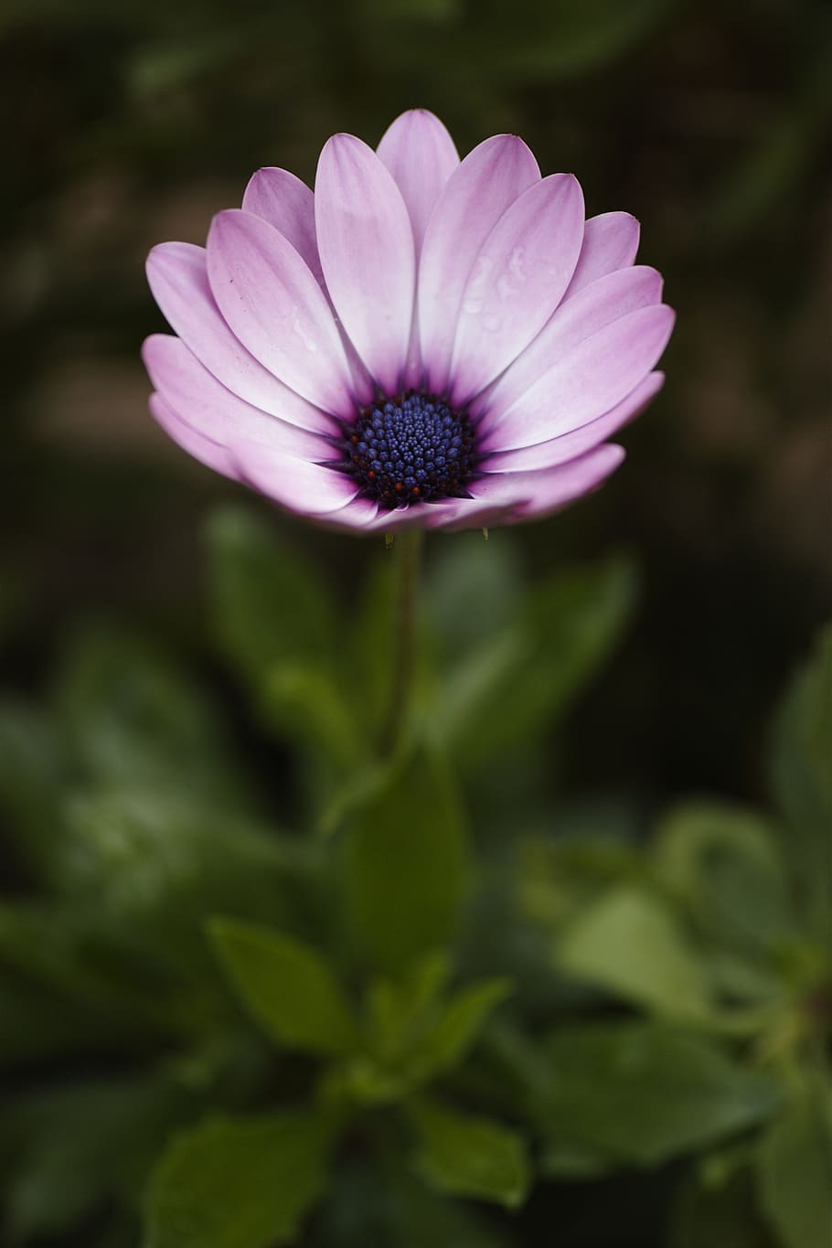 Flower, Nature, spring, spring flowers, macro, garden, macro chichewa HD wallpaper