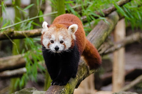 HD wallpaper: red panda, ailurus fulgens, red cat-bear, bamboo eater ...