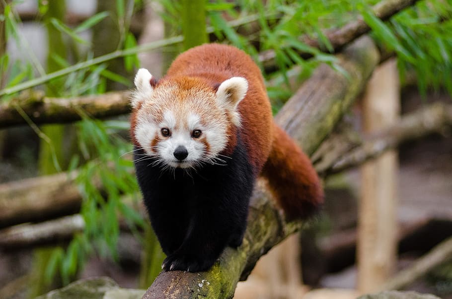red panda, cute, bamboo, little panda, mammal, in voice of endangered, HD wallpaper