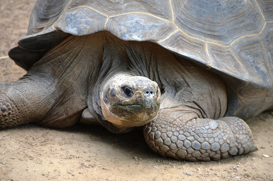 turtle, animal, slowly, animal wildlife, reptile, animal themes HD wallpaper
