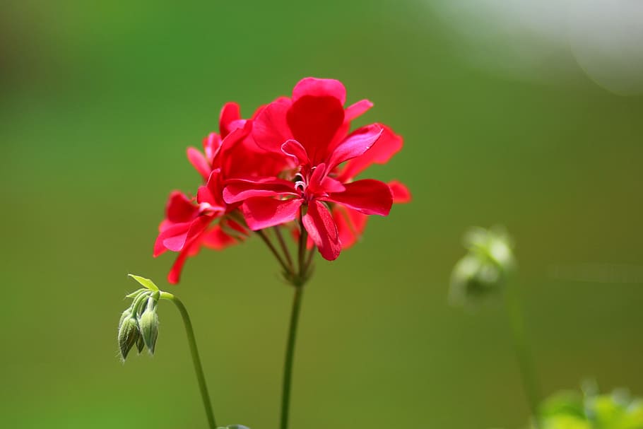 geranium, flower, red, plant, flowering plant, beauty in nature HD wallpaper