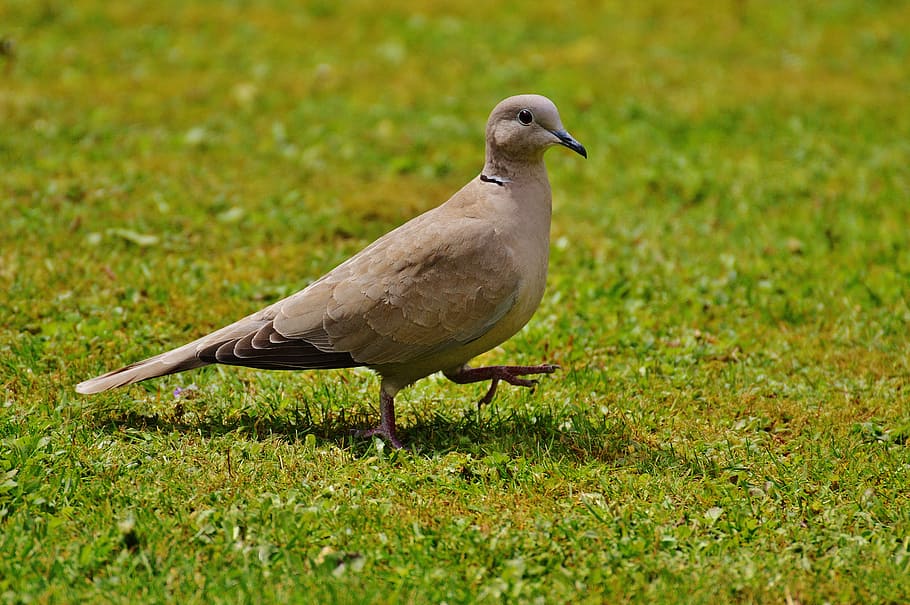 brown cuckoo on green grass, collared, dove, bird, feather HD wallpaper