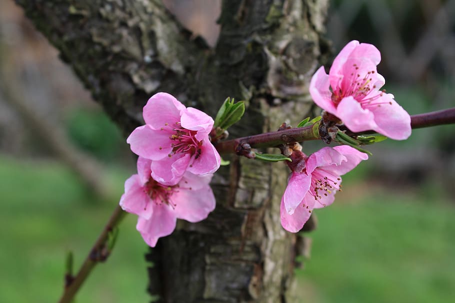 selective focus photography of pink petaled flowers, peach HD wallpaper