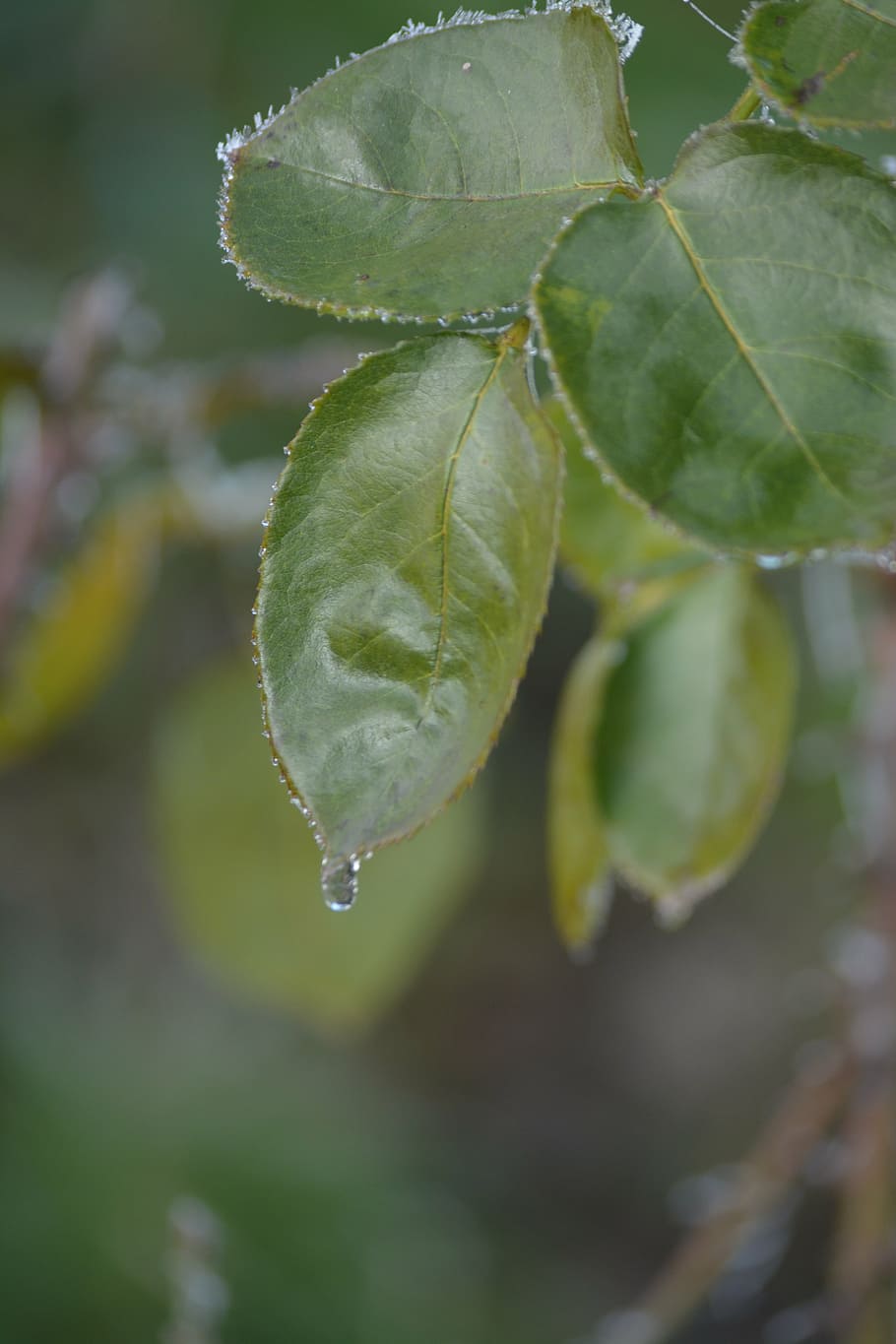 leaves, nature, drops, leaf, plant part, close-up, water, focus on foreground HD wallpaper