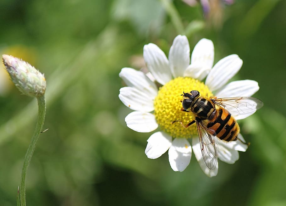 hoverfly, insect, macro, flower, nature, color, summer, flowering plant HD wallpaper