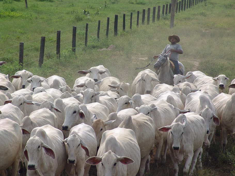 herd, bitch, nellore, many cows, cattle, group of animals, animal themes HD wallpaper