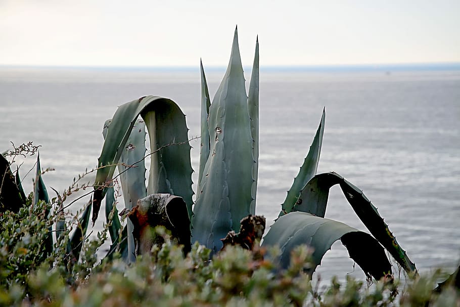 Sea, Landscape, Cactus, mediterranean sea, aloe vera, plant, HD wallpaper