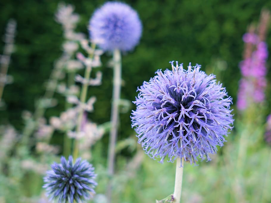 selective focus photography of purple globe thistle flowers HD wallpaper
