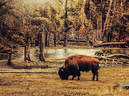 brown and black bison on green grass field painting, landscape HD wallpaper