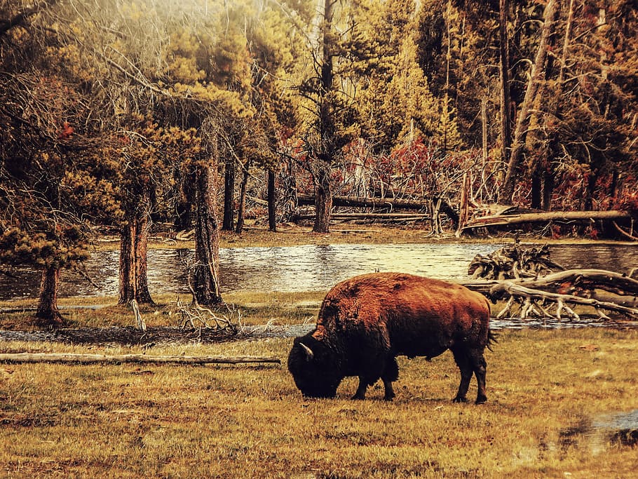 brown and black bison on green grass field painting, landscape HD wallpaper