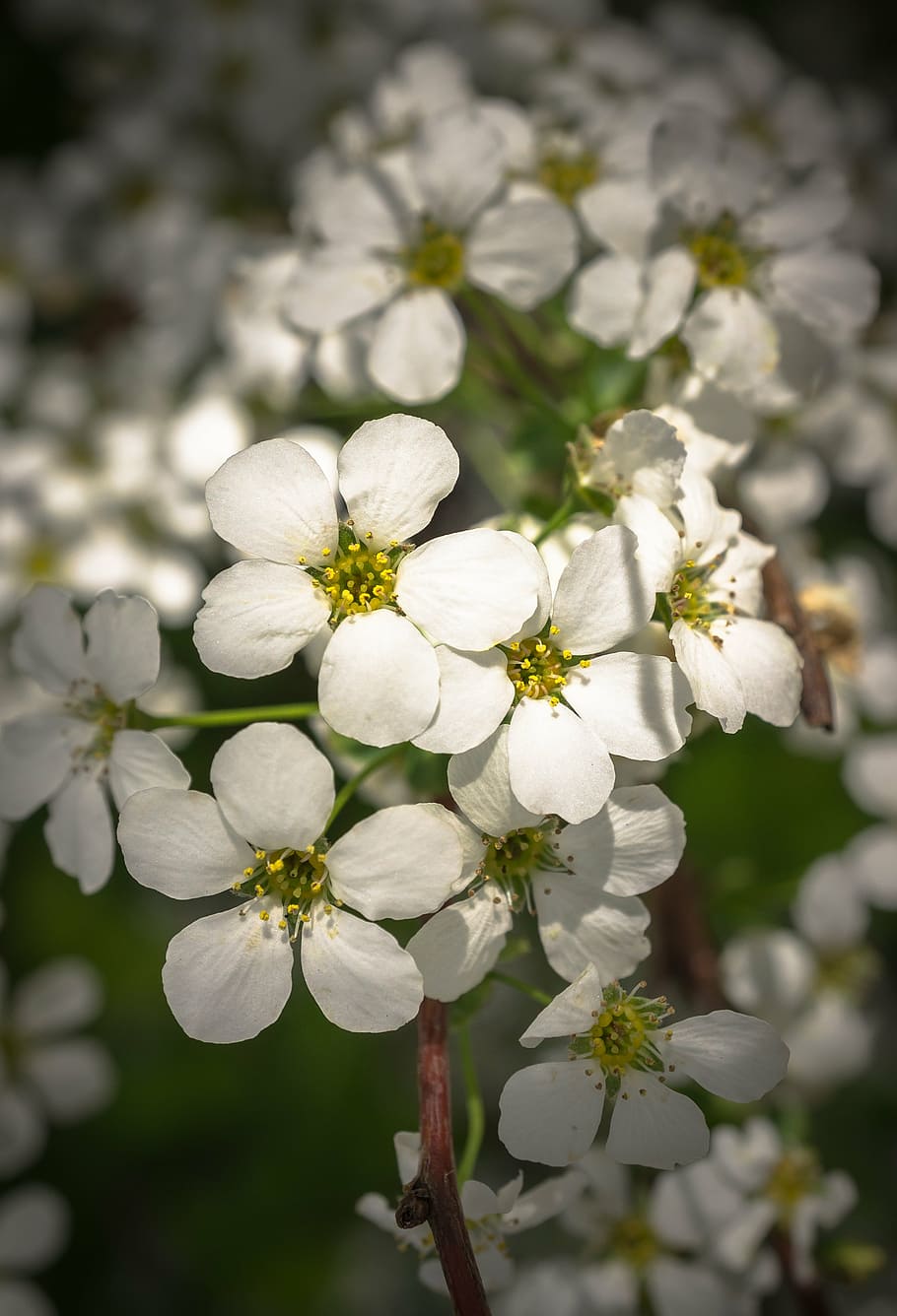 HD wallpaper: meadowsweet trees, meadowsweet flower, flowers, spring