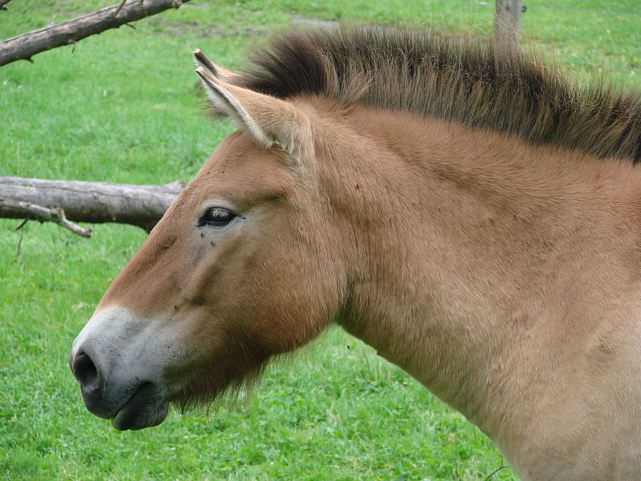 donkey, animal, brown, animal themes, mammal, one animal, grass HD wallpaper