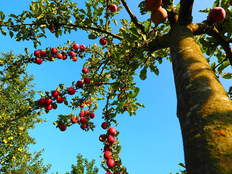 apple tree, tribe, log, orchard, fruit, red, frisch, healthy HD wallpaper