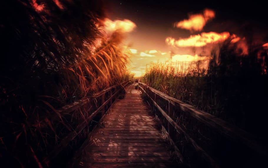 night, path, outdoor, dark, scenic, forest, shadow, grass, urban HD wallpaper