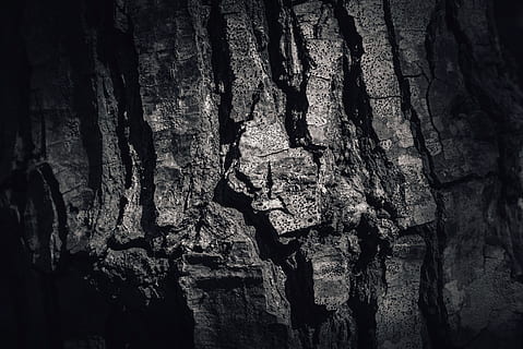rough, bark, tree, pine, pine-tree, detail, old, texture, background HD wallpaper