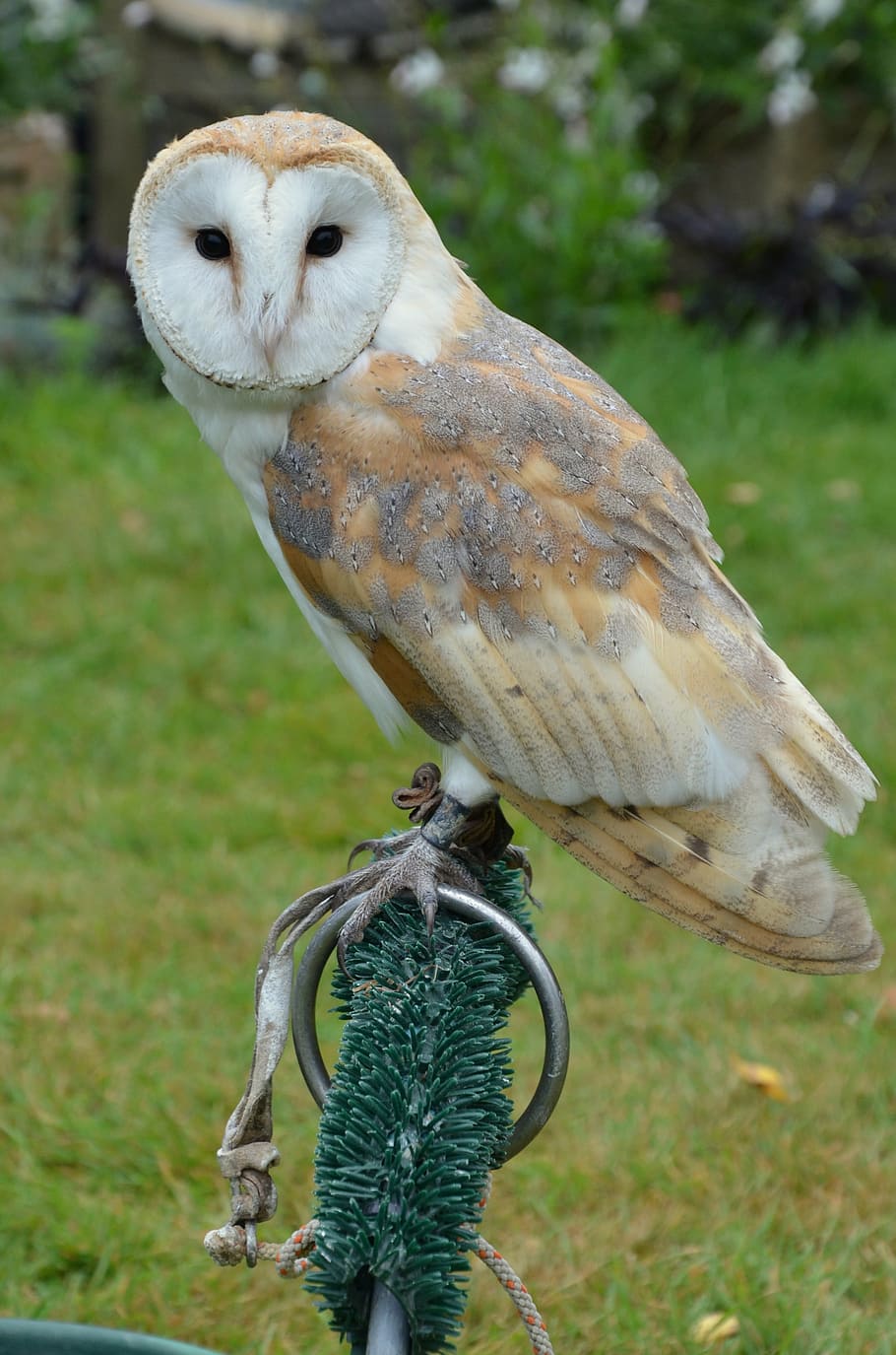 white and beige owl perching, barn owl, bird, falconry, animal