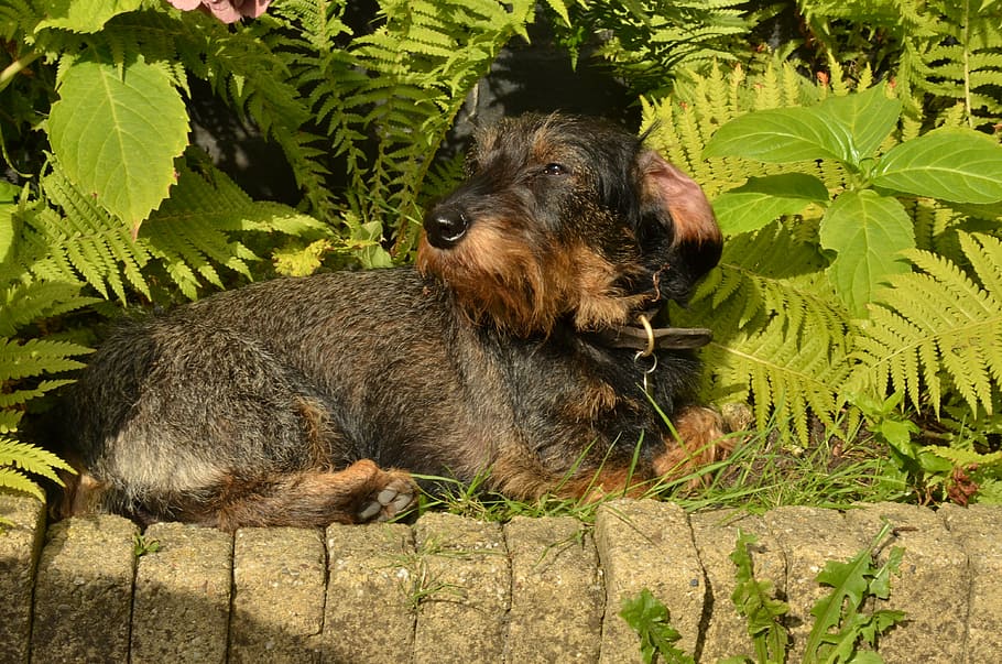 dog, dachshund, pet, long-haired, sun, sunlight, heat, relax, HD wallpaper