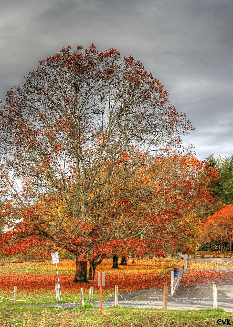 Деревья осенью