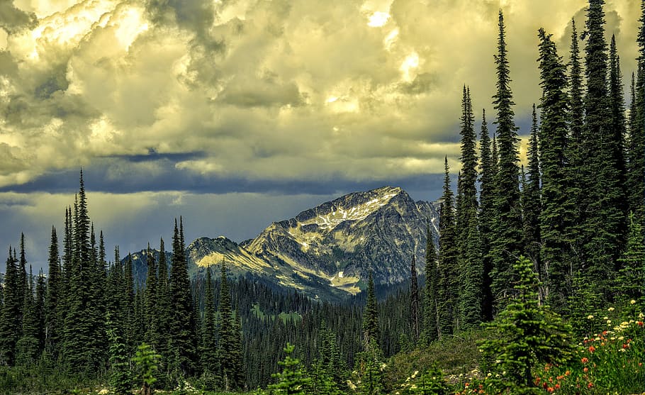 Hd Wallpaper Clouds Cloudscape Conifer Dawn Daylight Environment