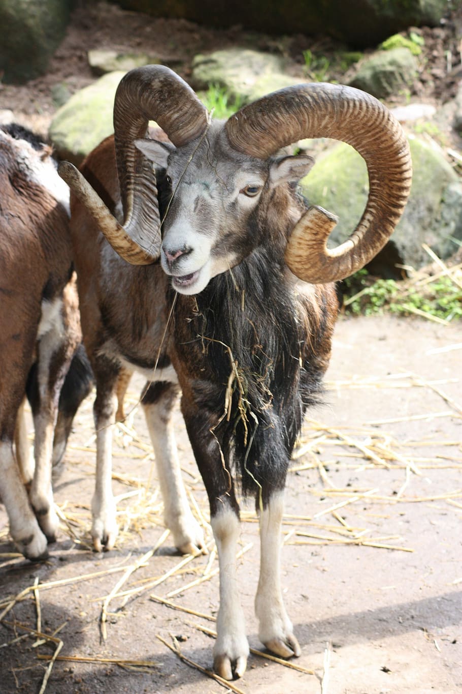 bock, animal, nature, mammal, sheep, goat, horned, wildlife HD wallpaper