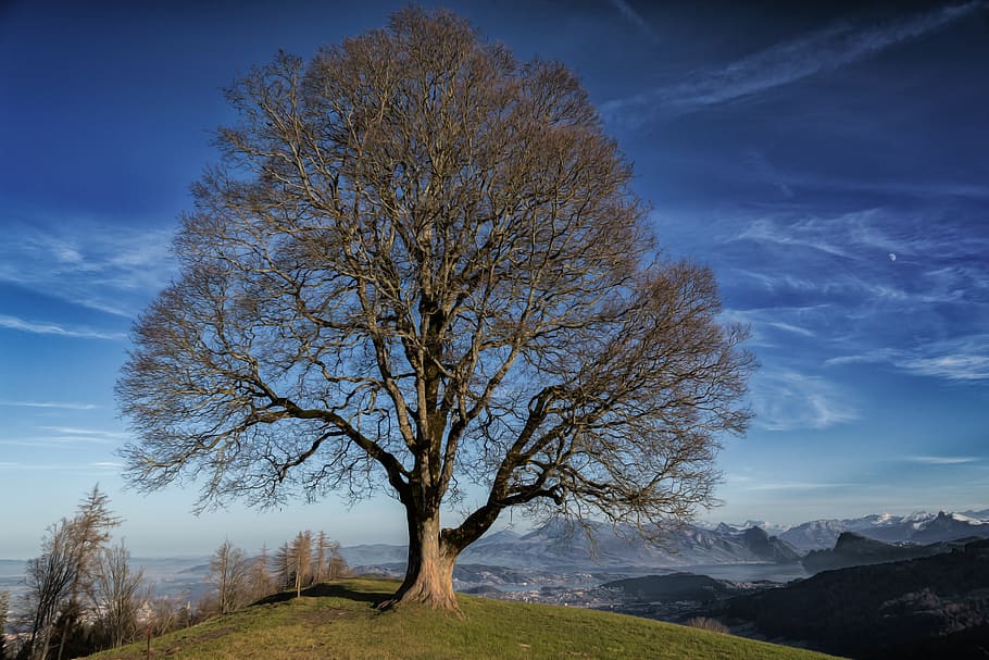 brown bare tree on top of hill, nature, mood, landscape, seasons HD wallpaper