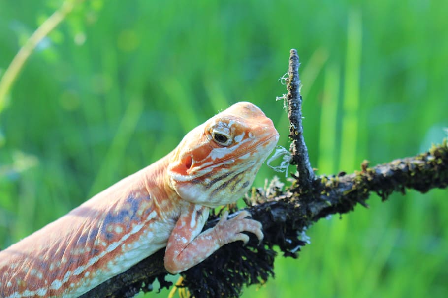 Lizard, Nature, Silk, Reptile, Eye, Head, creature, fauna, male HD wallpaper