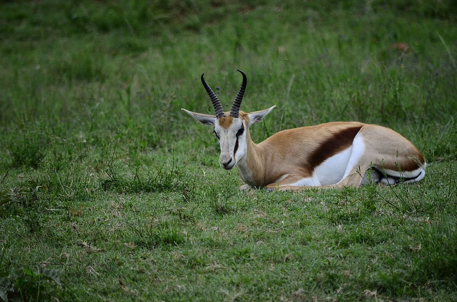 brown and white animal on green grass, deer, antlers, springbok HD wallpaper