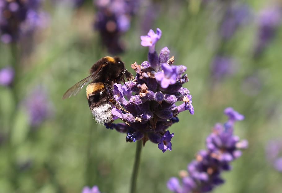Bee, Lavender, Insect, Violet, Purple, true lavender, pollination HD wallpaper