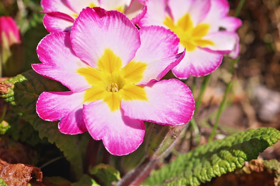 primrose, spring flower, blossom, bloom, pink, garden, nature HD wallpaper
