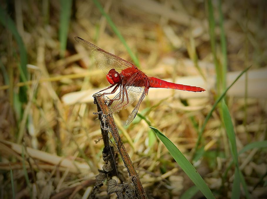 dragonfly red, insect, nature, animal themes, animal wildlife HD wallpaper