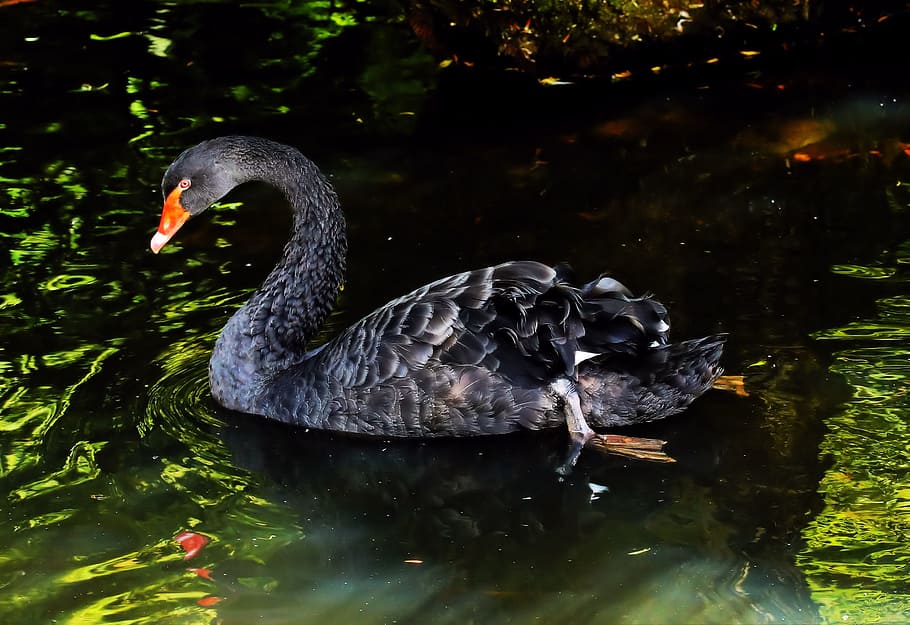gray and orange Cygnus olor swan photo, Mourning, Black Swan, HD wallpaper
