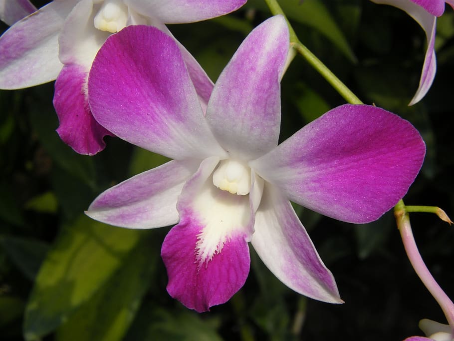 orchids, singapore, plant, botanical garden, blossom, bloom, HD wallpaper