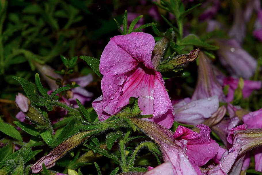 flower, night, rain, dew, nature, garden, plant, green, summer HD wallpaper