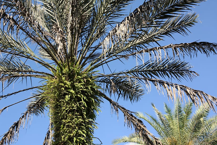 palm tree, tropical, summer, nature, beach, travel, vacation HD wallpaper