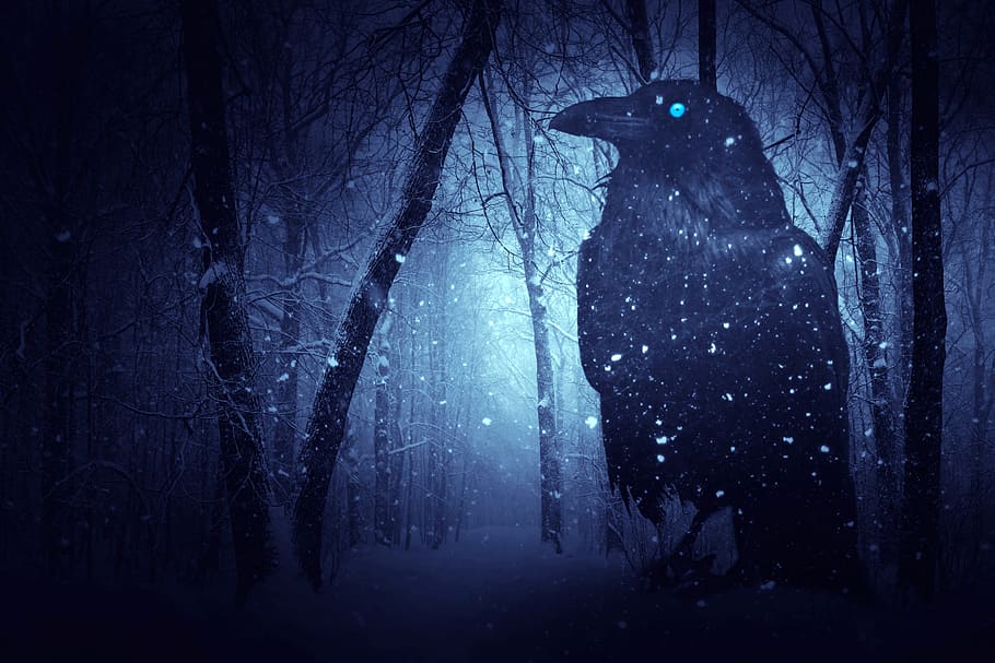 photo of black crow surrounded by snow, winter, season, trees HD wallpaper
