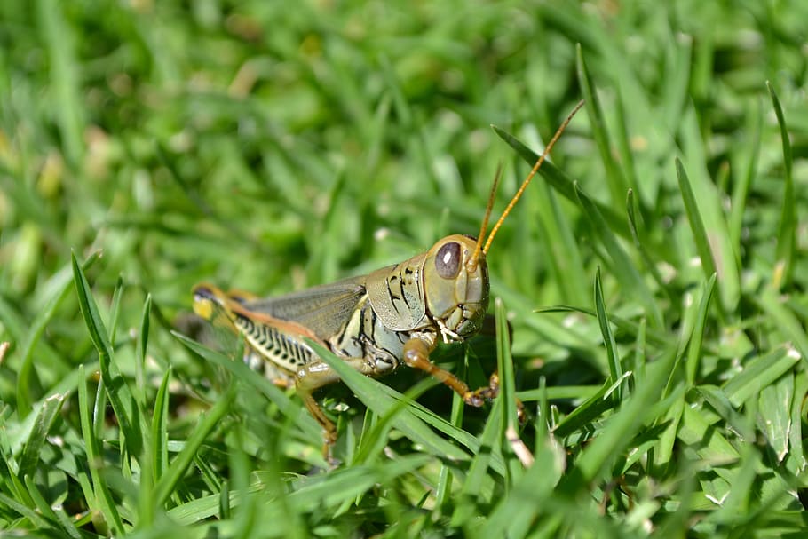 grasshopper, chapulin, insect, one animal, animal themes, green color HD wallpaper