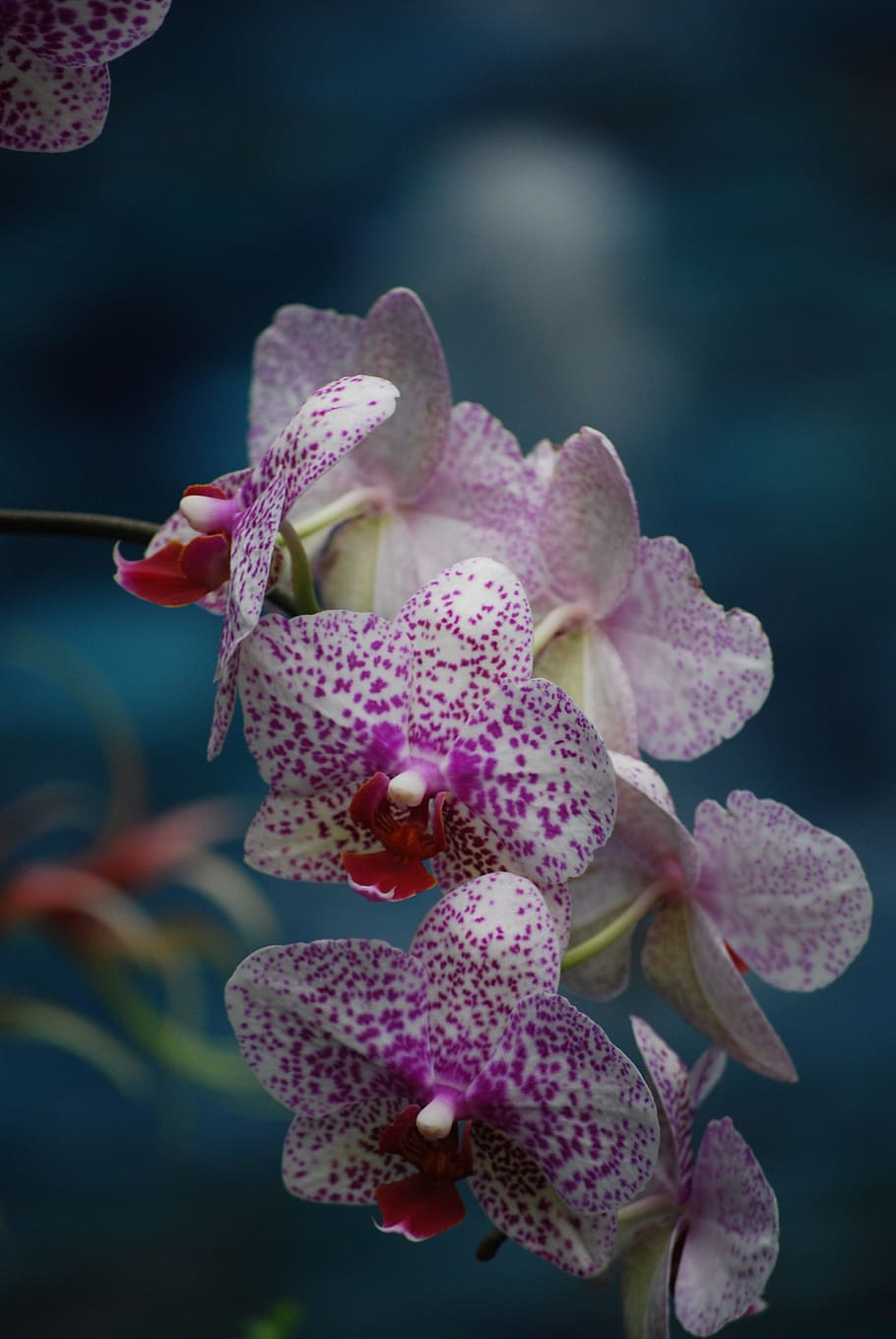 Орхидея Phalaenopsis Purple Rain