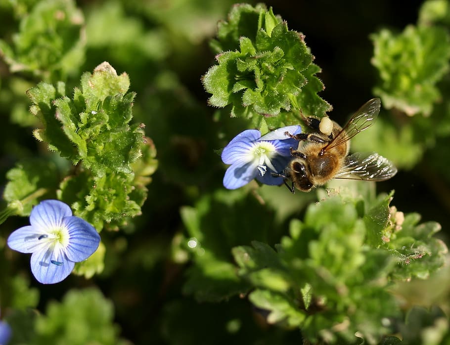cornflower, bee, blue, plant, leaves, green, beauty, nature HD wallpaper