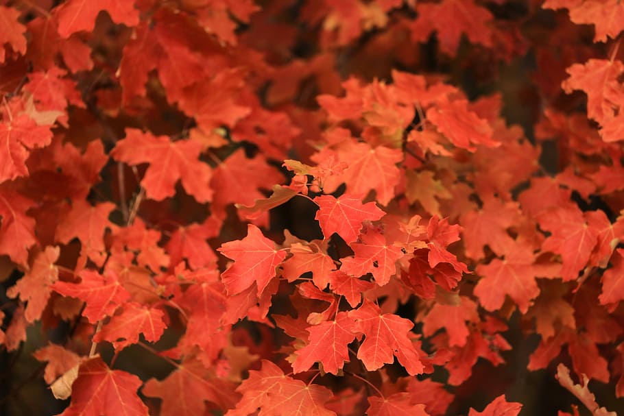 red maple leaves at daytime, closeup photo of red leafed tree HD wallpaper