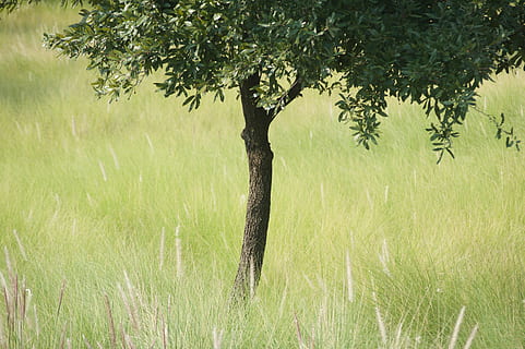 Individual Being, green leafed tree surrounded by grasses, leaves HD wallpaper