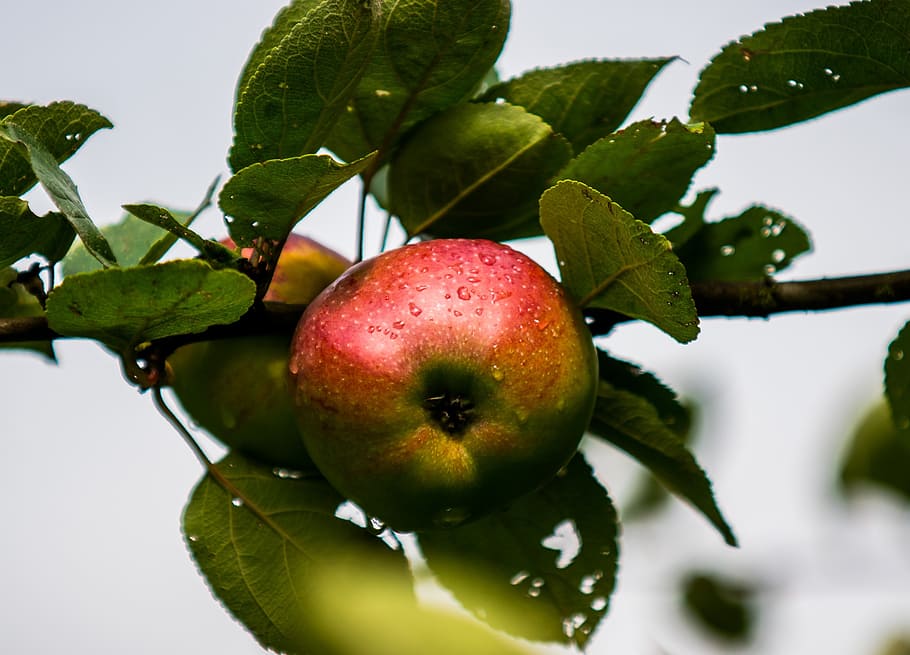 apple, close, drip, fruit, healthy eating, food, leaf, food and drink HD wallpaper
