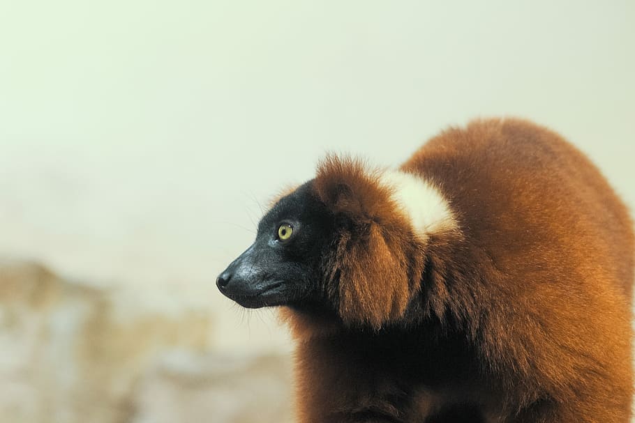 red and white rodent, brown and white animal, lemur, ape, primate HD wallpaper