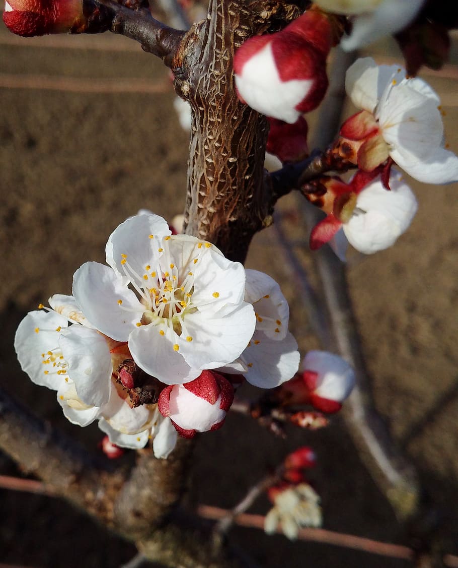 spring, cherry, flower, tree, nature, white, garden, blossoming HD wallpaper