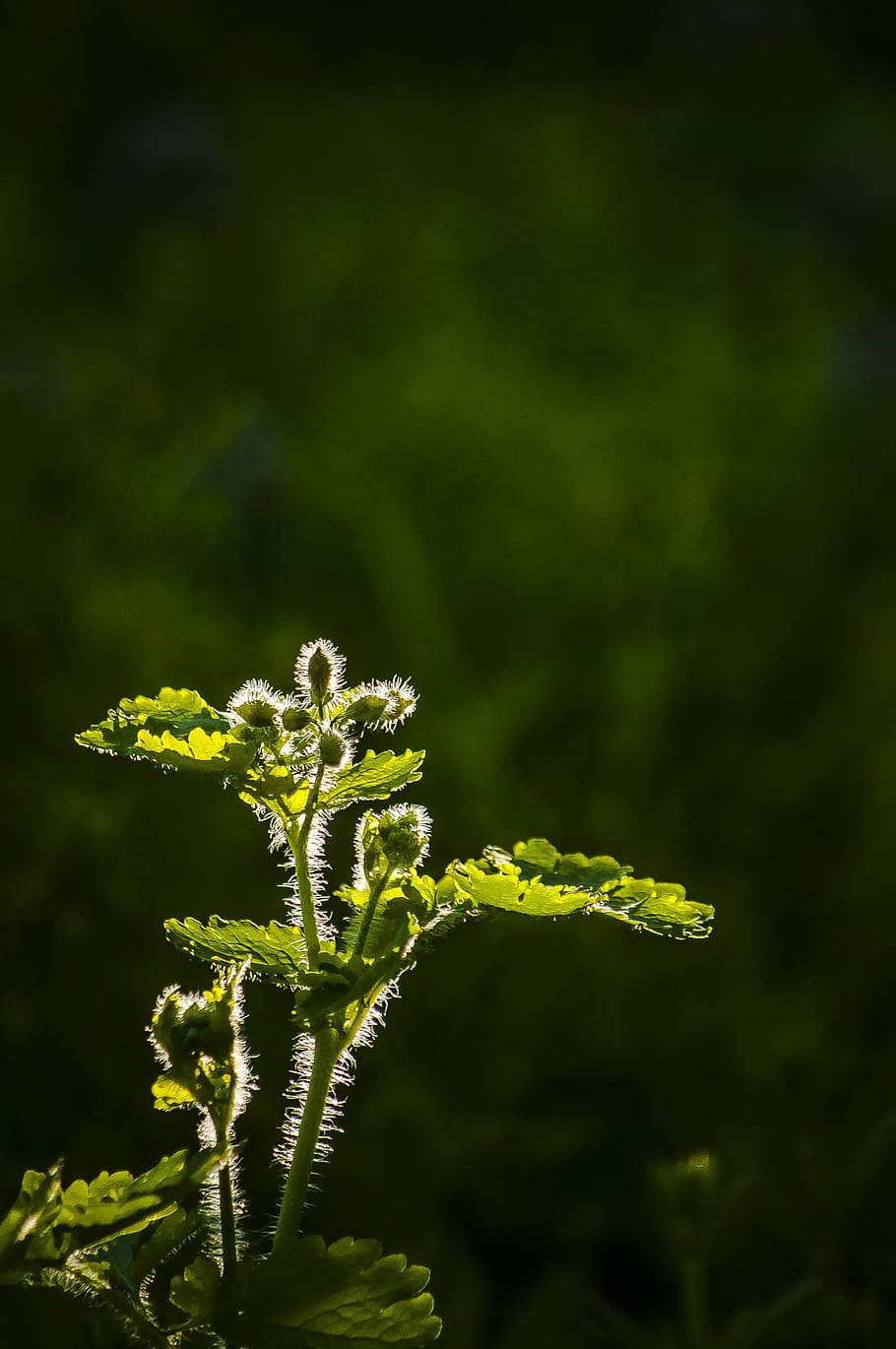 sun, flower, plant, growth, green color, close-up, beauty in nature HD wallpaper