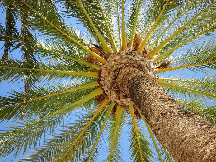 Palm Tree, Holiday, Tree, Nature, Summer, spain, benidorm, tropical Climate HD wallpaper