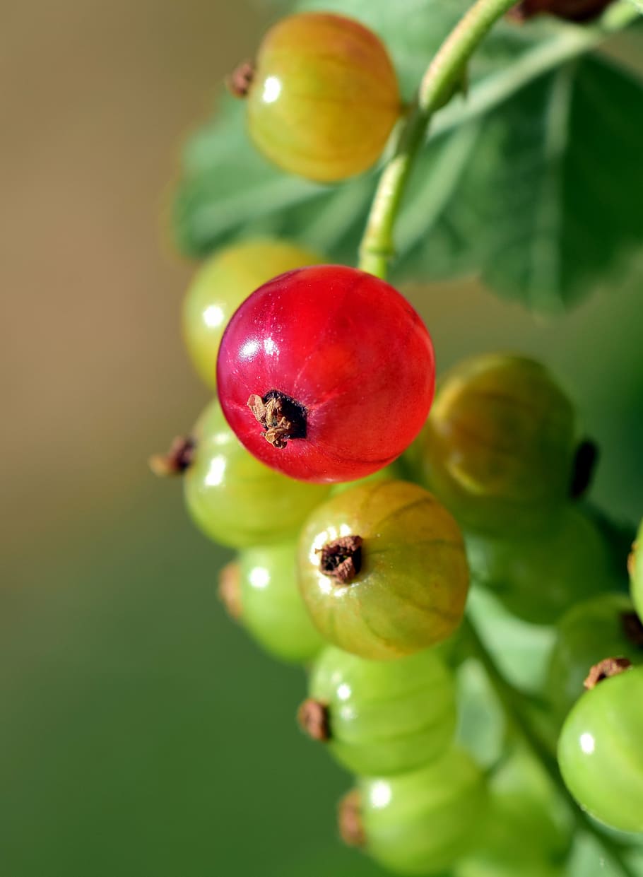 currant, panicle, fruit, garden, red, red currant, food, bush HD wallpaper